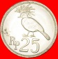 * TAUBE: INDONESIEN ★ 25 RUPIAH 1971! OHNE VORBEHALT!