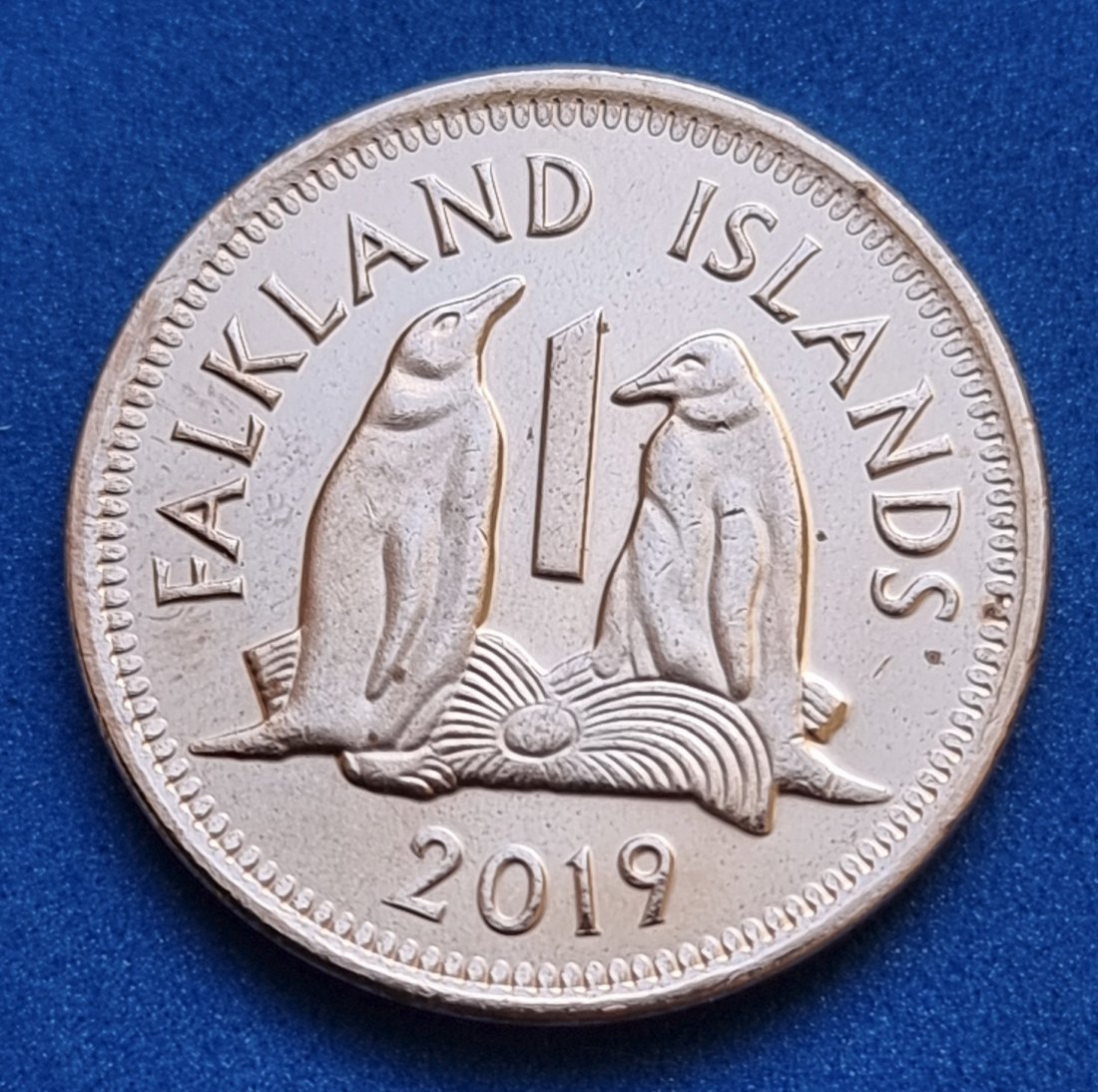  17051(11) 1 Penny (Falkland-Inseln / Pinguine) 2019 in UNC- ........... von Berlin_coins   