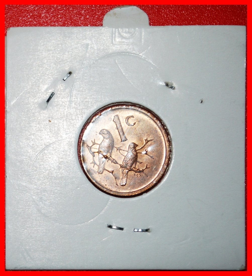  Ⰶ SPARROWS: SOUTH AFRICA ★ 1 CENT 1979 Diederichs (1903-1978)! IN HOLDER!★LOW START ★ NO RESERVE!   