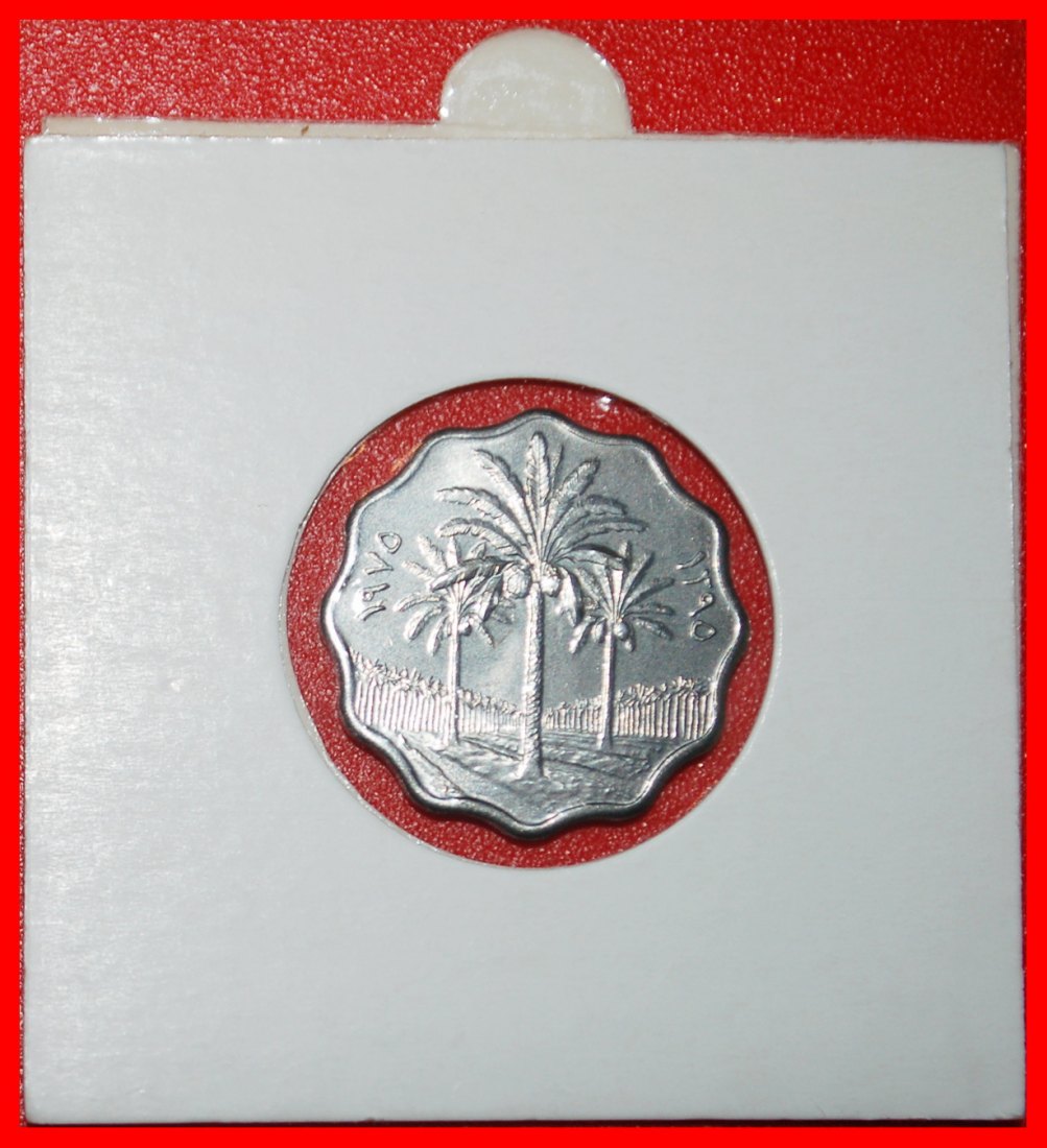  Ⰶ CANADA FAO: IRAQ ★ 5 FILS 1395-1975 PALM TREES UNC MINT LUSTRE! IN HOLDER!★LOW START★NO RESERVE!   