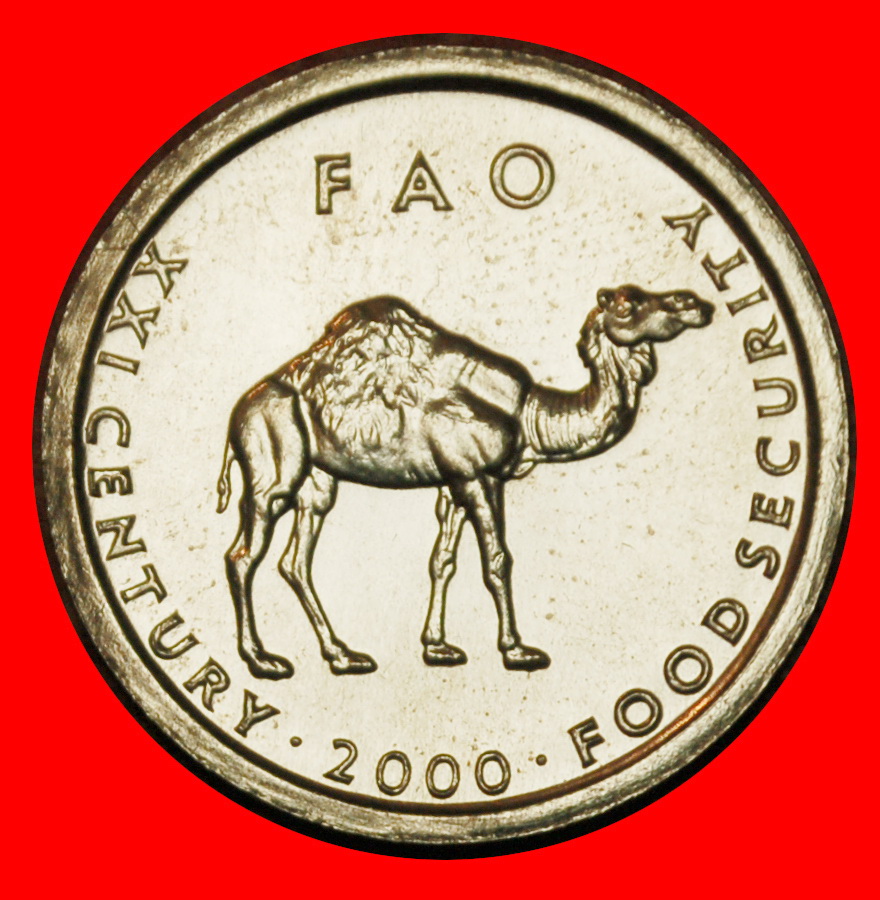  Ⰶ CAMEL (1999-2002): SOMALIA ★ 10 SHILLINGS 2000 UNC MINT LUSTRE!★LOW START ★ NO RESERVE!   